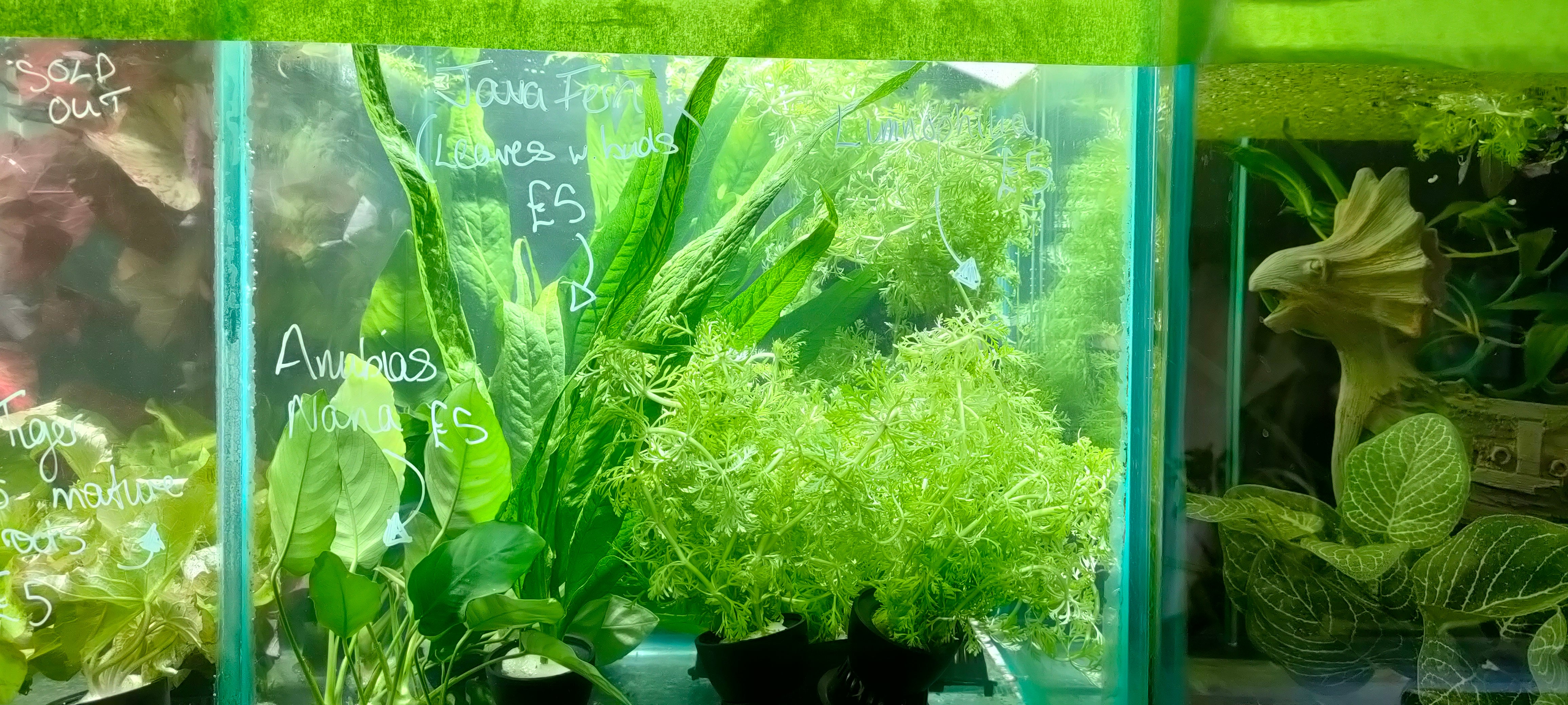 Aquarium Plants In The Bag! Tropical Fish UK