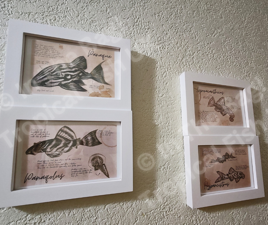 °New° Pleco Sketchbook Artwork 4" x 6" Prints