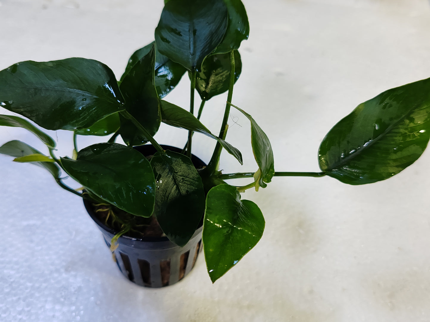 Anubias Barteri var. Nana Pot