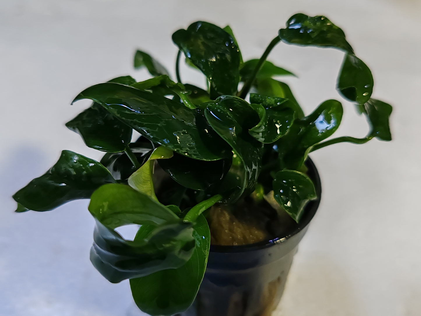 Anubias Barteri var. Nana Bonsai Pot