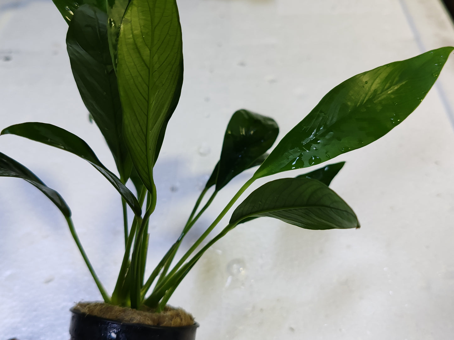 Anubias Congensis Pot