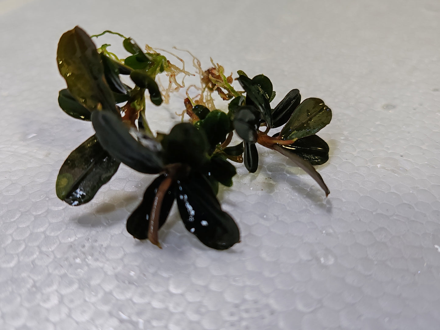 Bucephalandra Kedagang Mini - "Loose Buce" x3 Plants