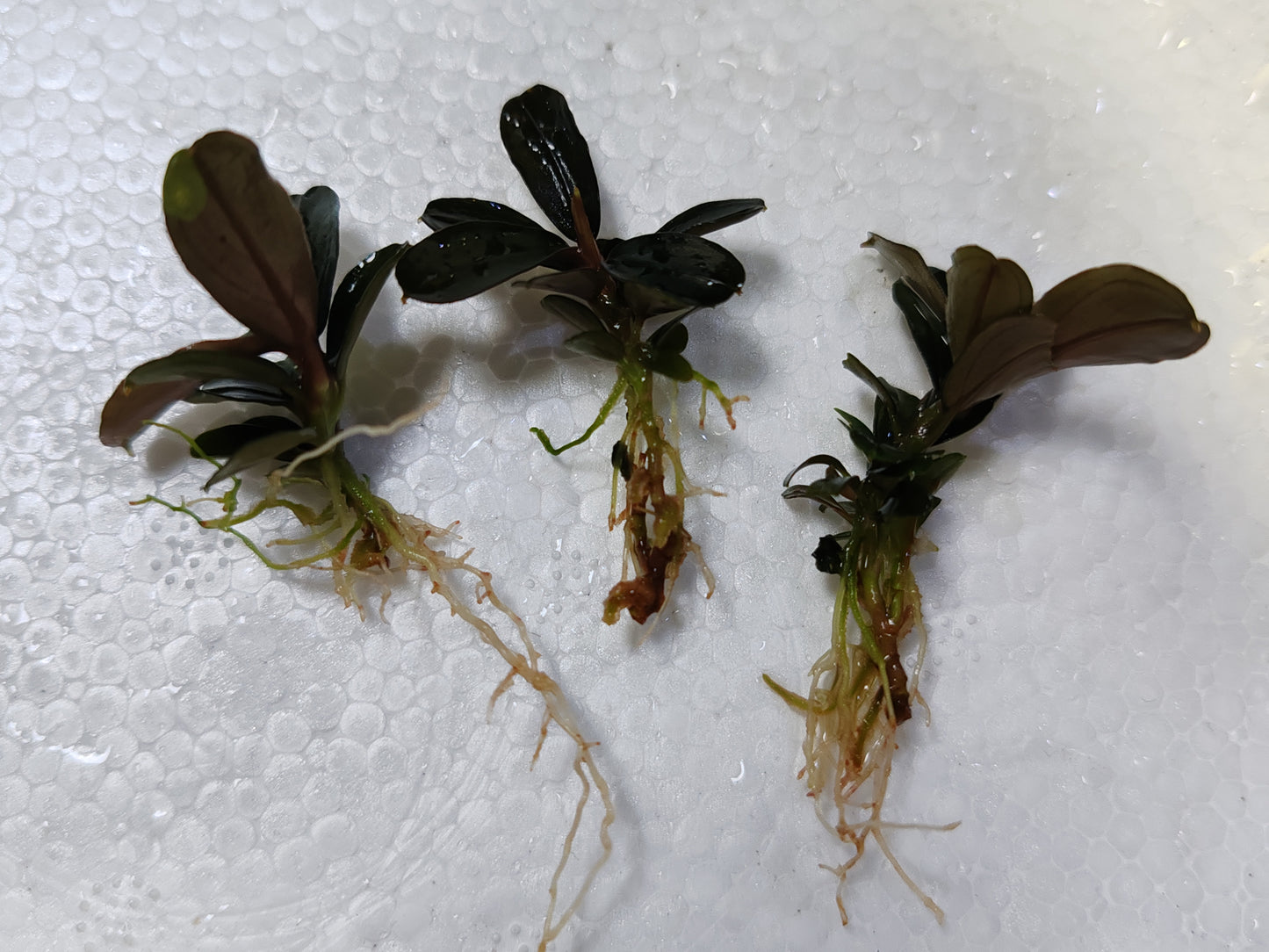 Bucephalandra Kedagang Mini - "Loose Buce" x3 Plants