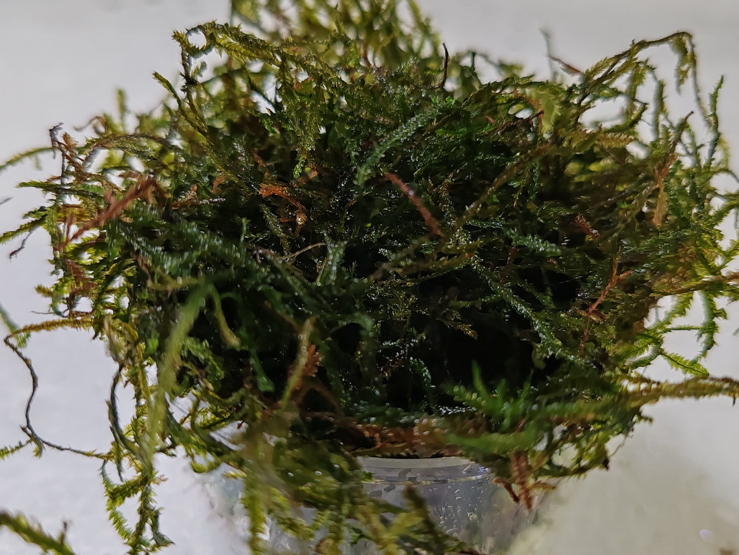 Vesicularia Dubyana Java Moss Pot