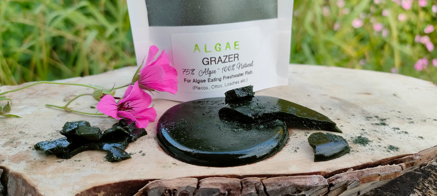 JUMBO Pleco Pops! ©️ Algae Grazer 175g