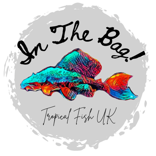In The Bag! Tropical Fish UK
– In The Bag! Tropical Fish UK