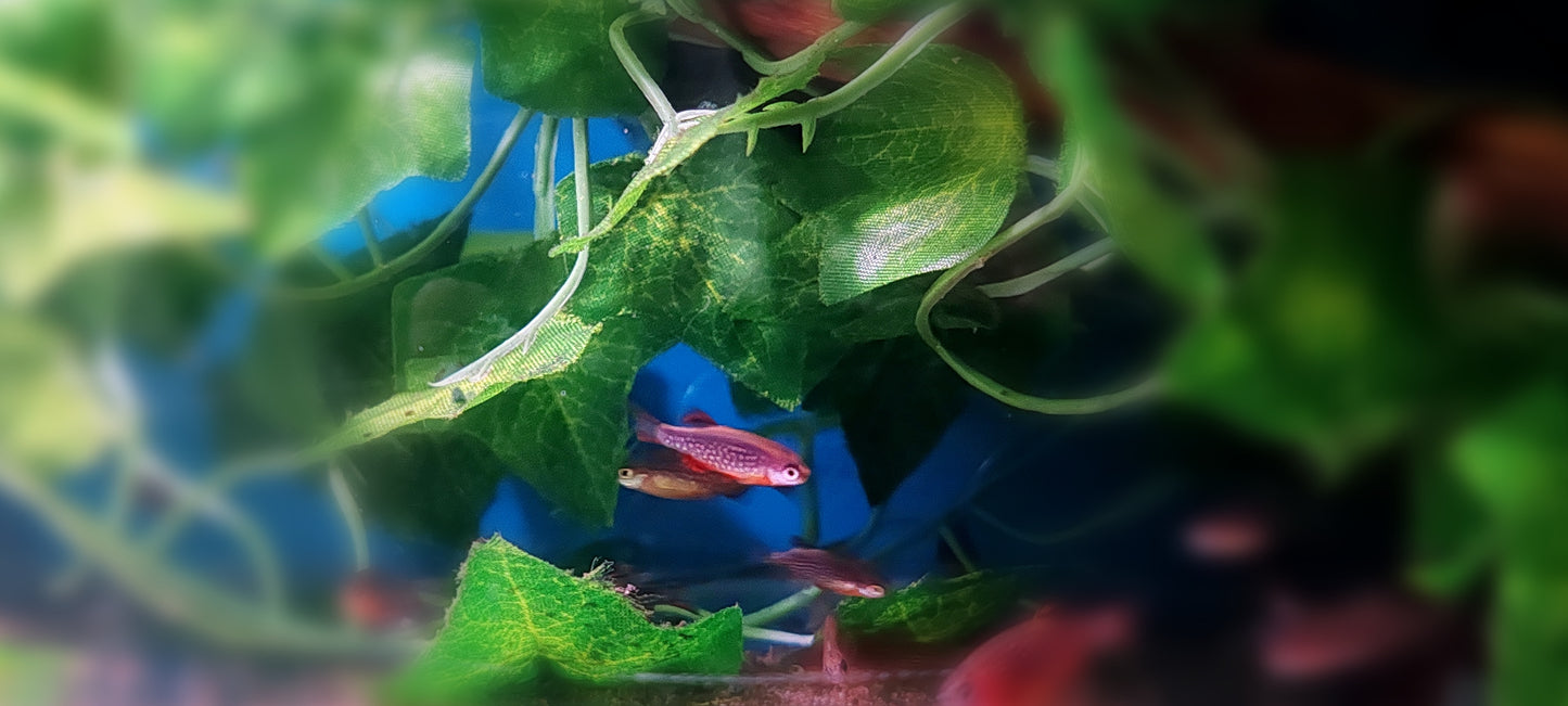Celestial Pearl Danios (Groups)