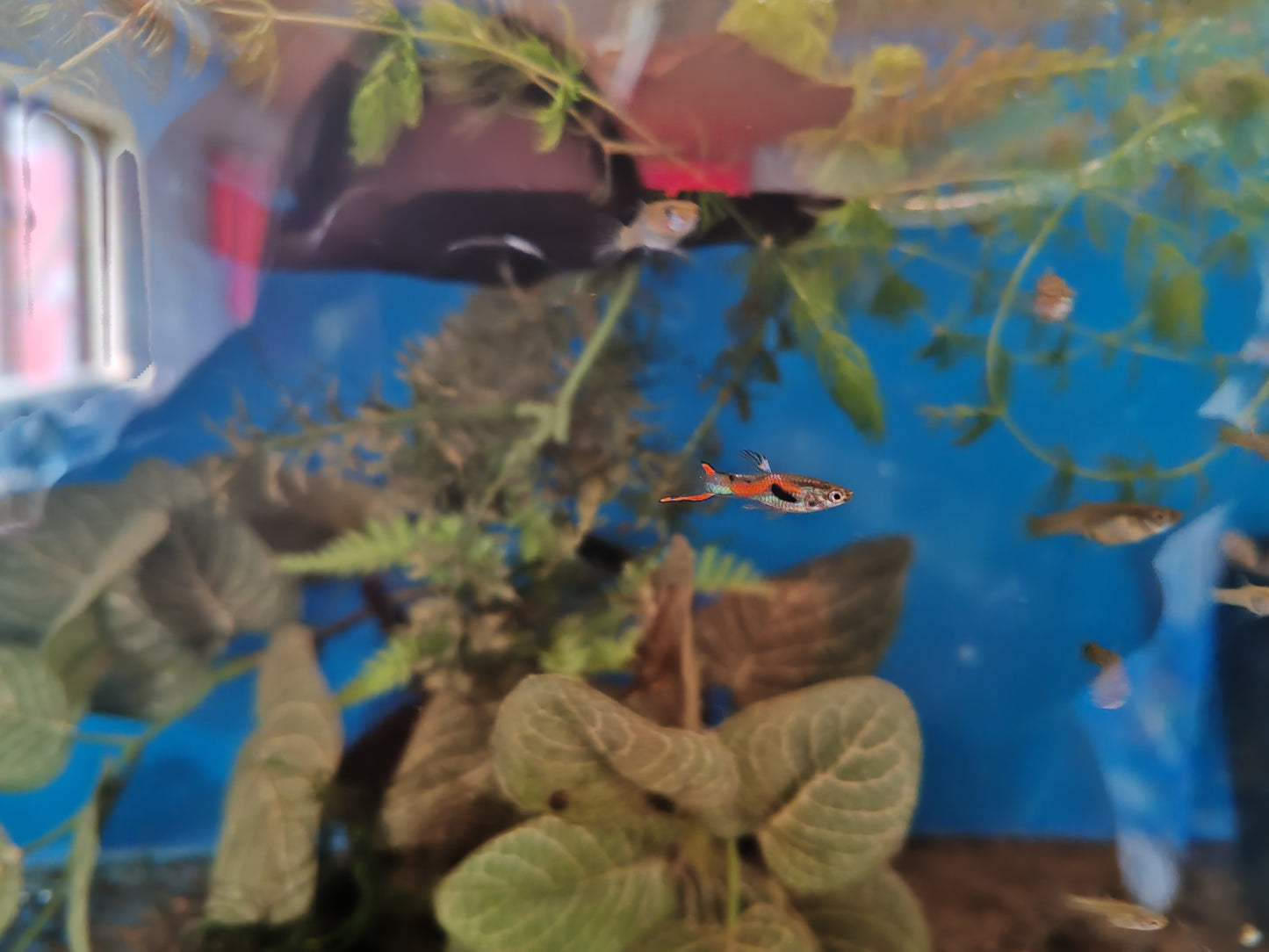 Endler Guppies - 1970's Original Wild Type (Sold as 1m2f Trios)