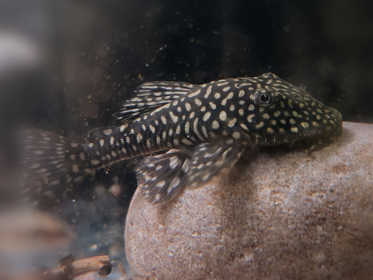(1m1f left) Pseudancistrus Genisetiger