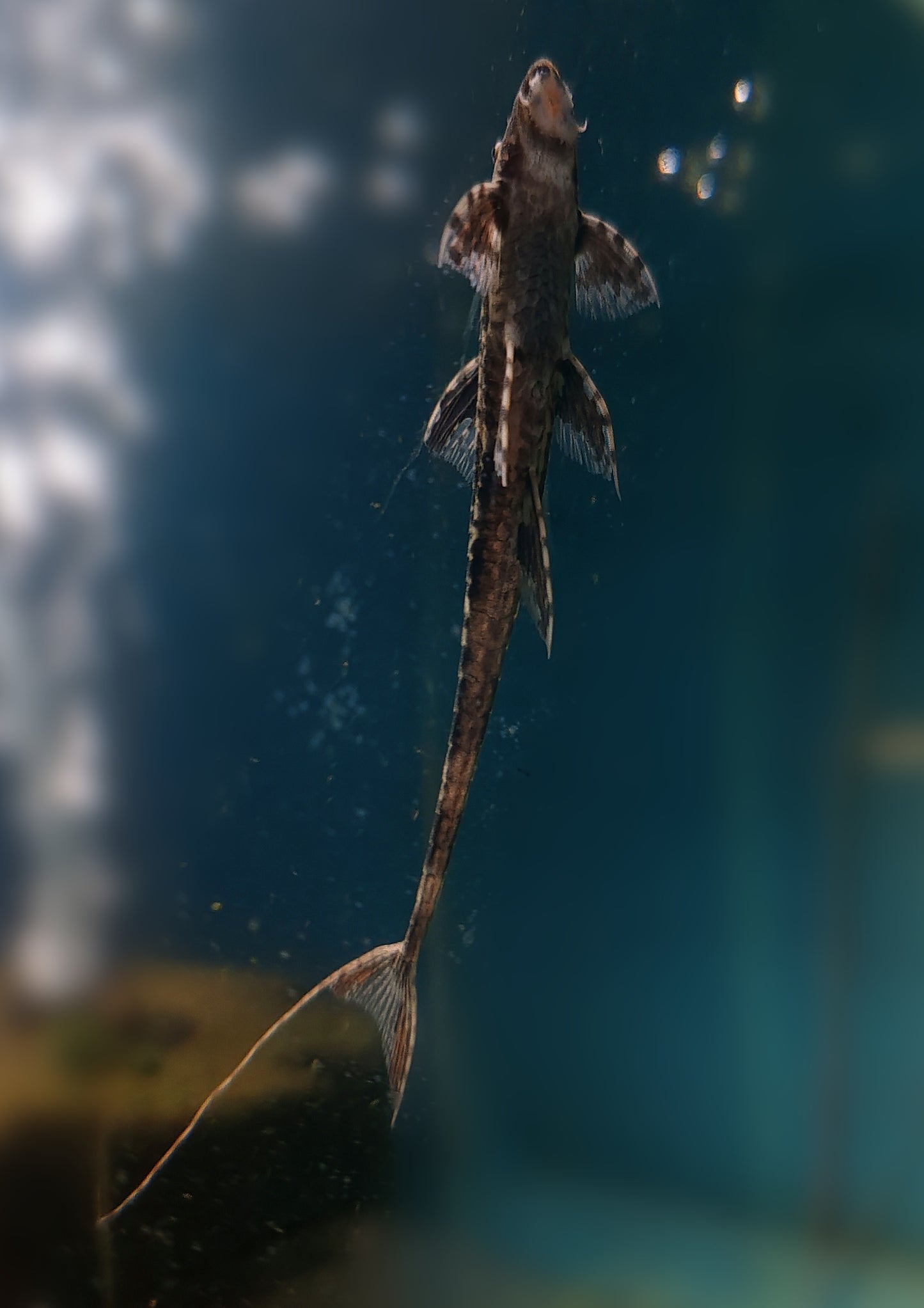 "Chocolate" Whiptail Catfish - Rineloricaria Lanceolata