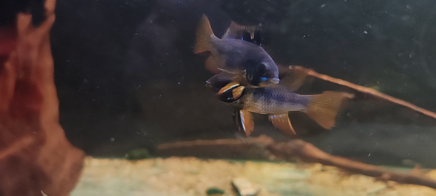 Dark Knight Rams