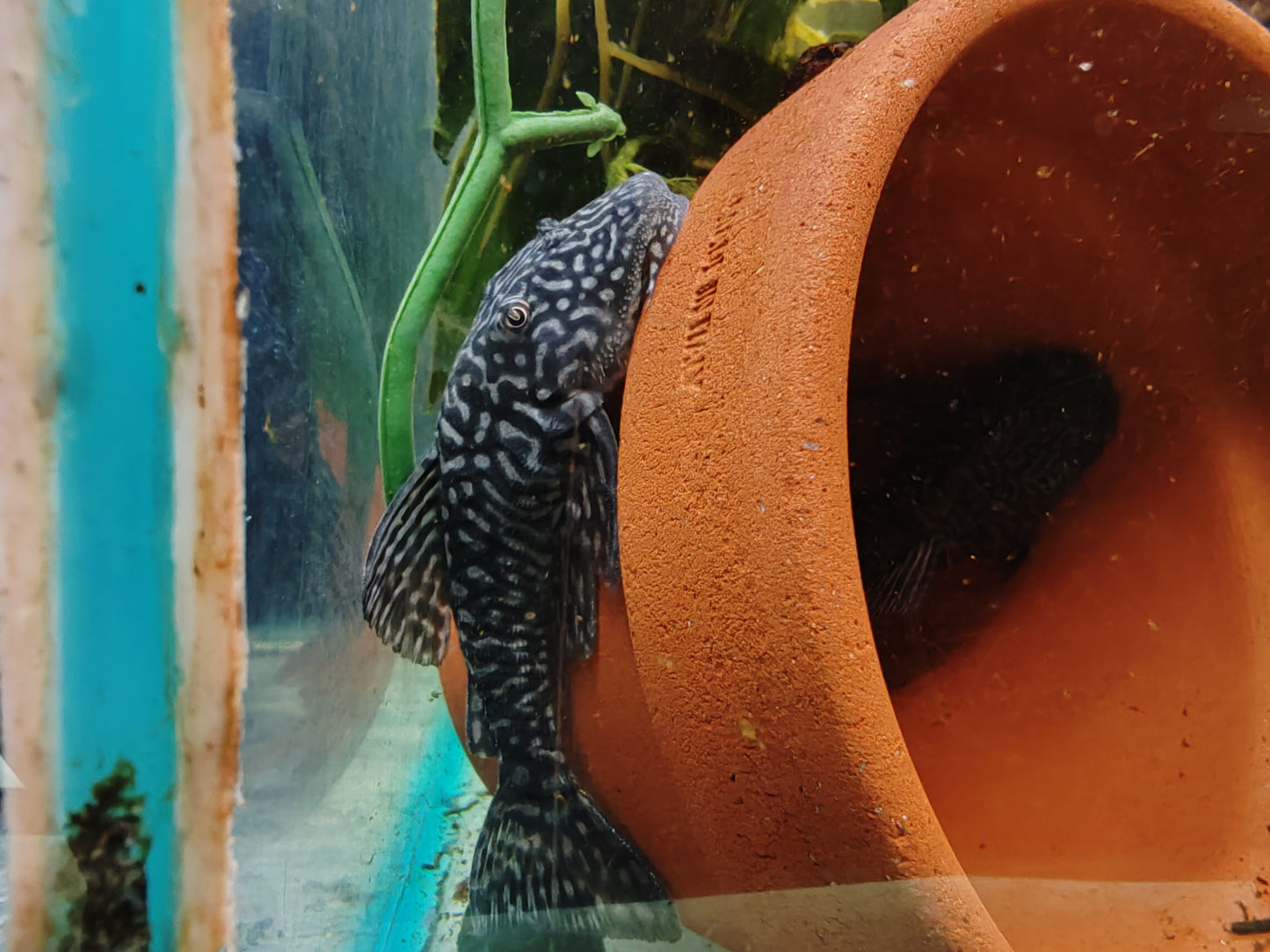 (1m1f left) Pseudancistrus Genisetiger