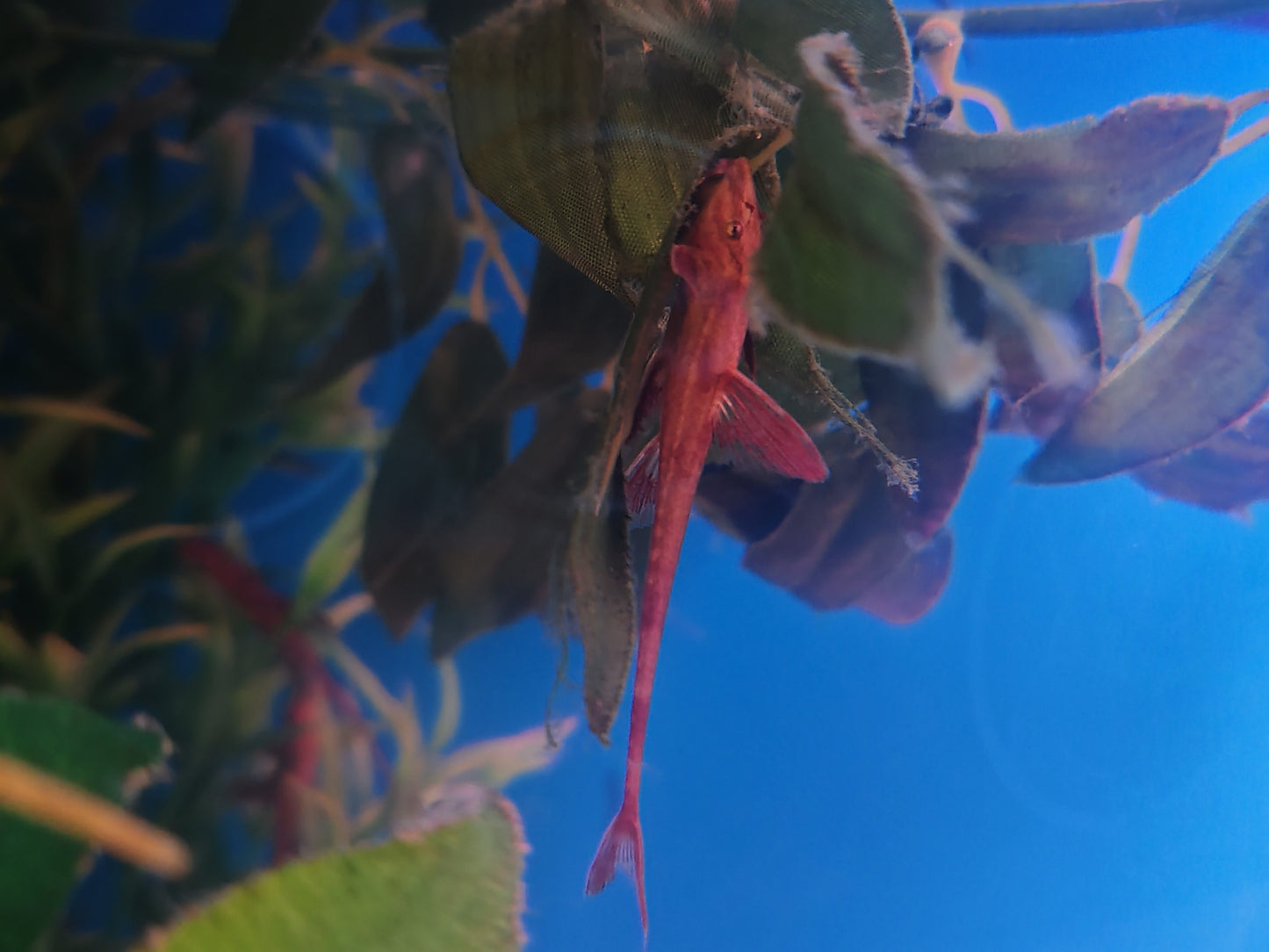 "Red Lizard" Whiptail Catfish - Rineloricaria Lanceolata