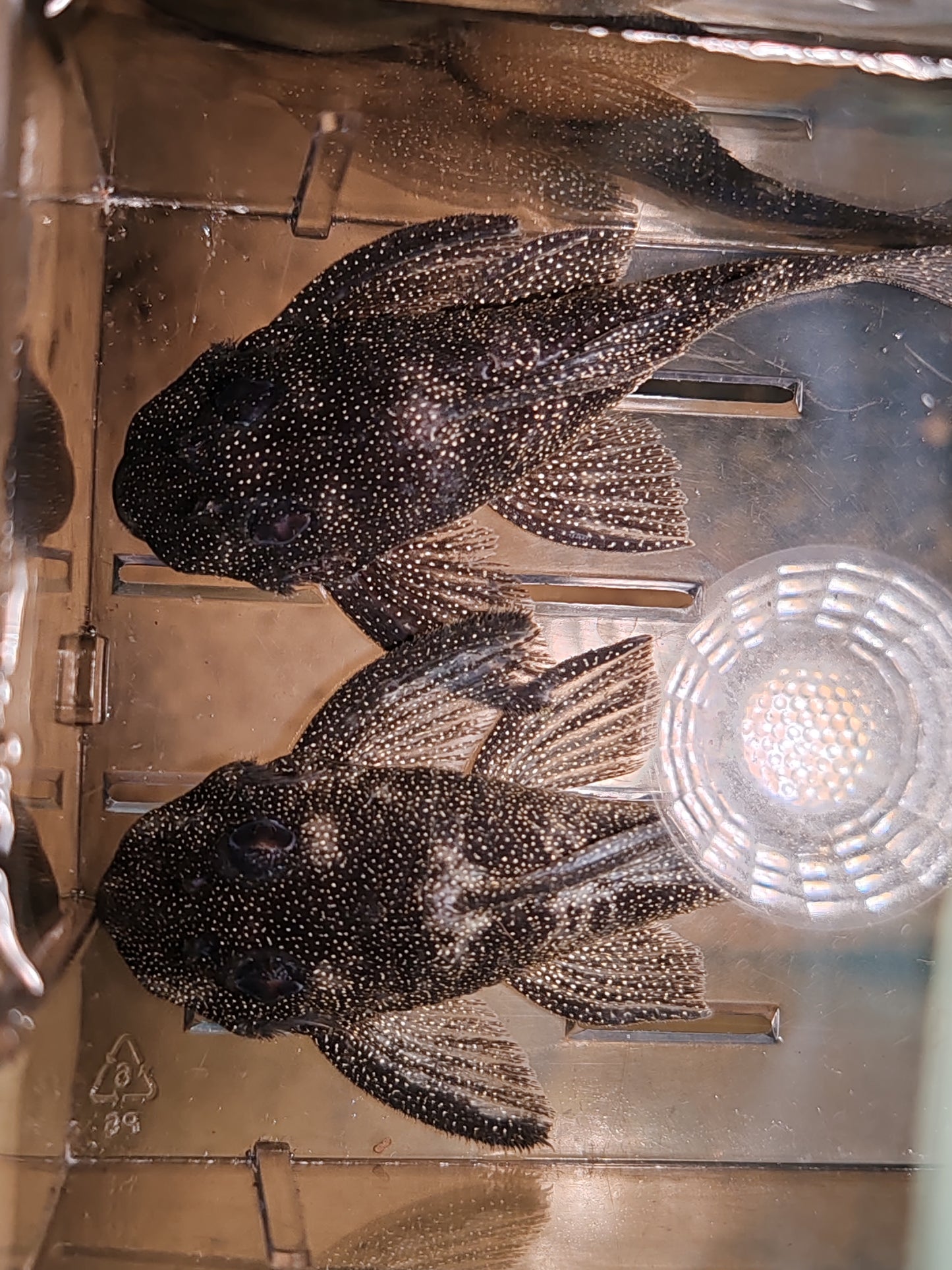 L262 Stardust / Fine Spotted Pleco (Last Two Left)
