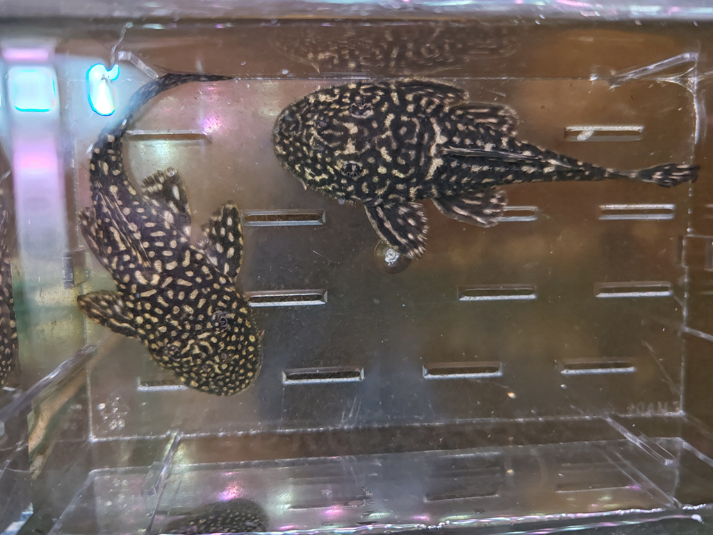 (1m1f left) Pseudancistrus Genisetiger