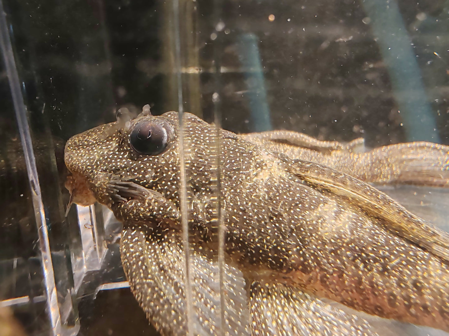 L262 Stardust / Fine Spotted Pleco (Last Two Left)