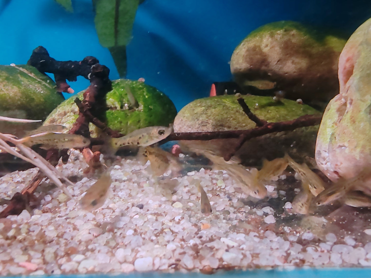 Butterfly Splitfin Juveniles - Ameca Splendens