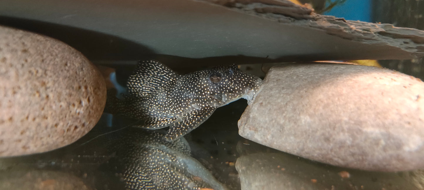 L262 Stardust / Fine Spotted Pleco (Last Two Left)