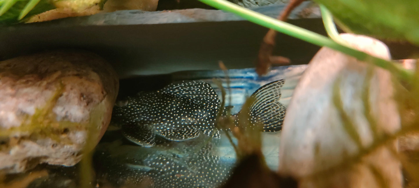 L262 Stardust / Fine Spotted Pleco (Last Two Left)