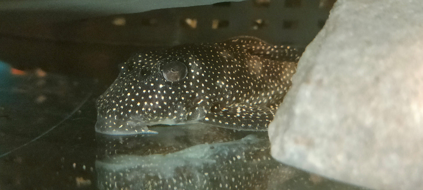 L262 Stardust / Fine Spotted Pleco (Last Two Left)