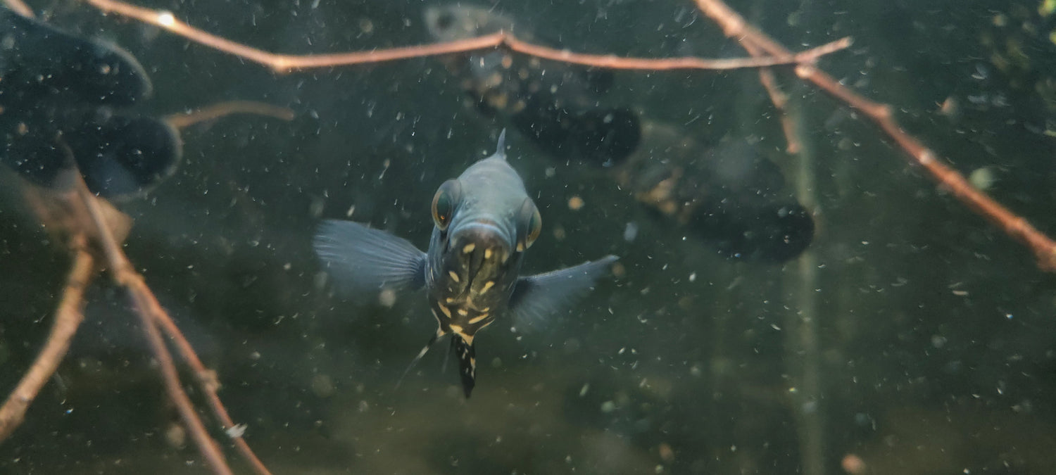 Cichlids