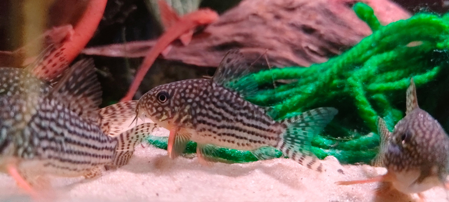 Corydoras