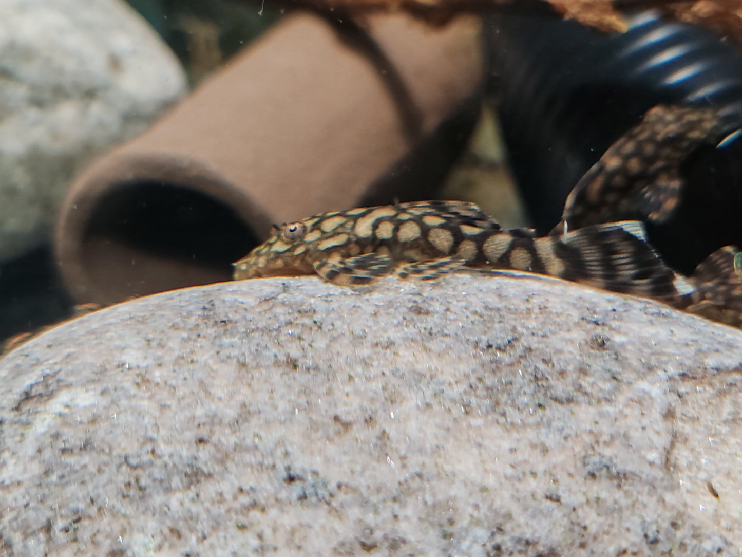 Ancistrus sp. Rio Paraguay JUVIES