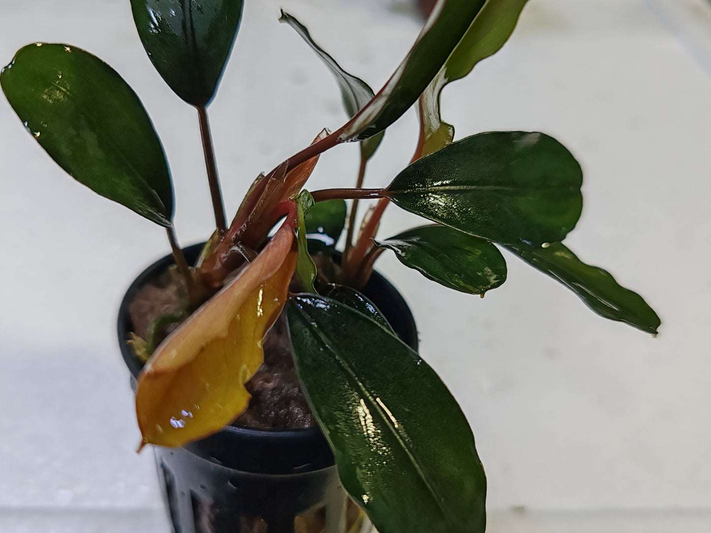 Bucephalandra "Green Broad Leaf" Pot