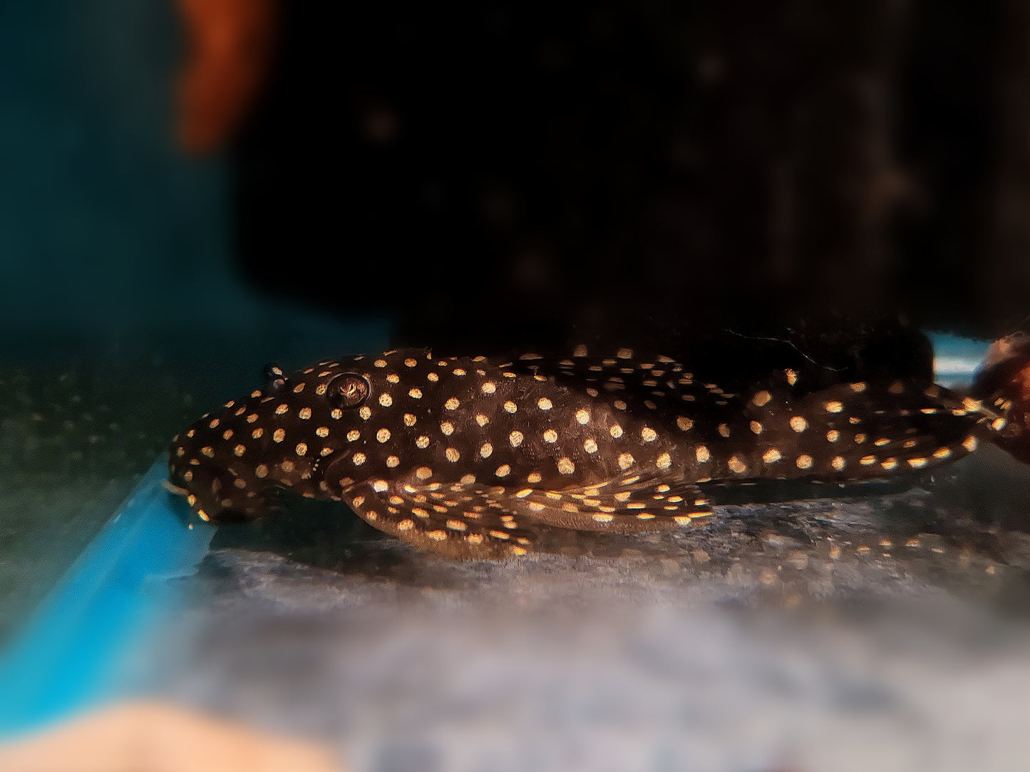 L240 (L029) Vampire Pleco Sub Adults