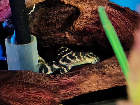 L129 Colombian Zebra Pleco Sub Adults