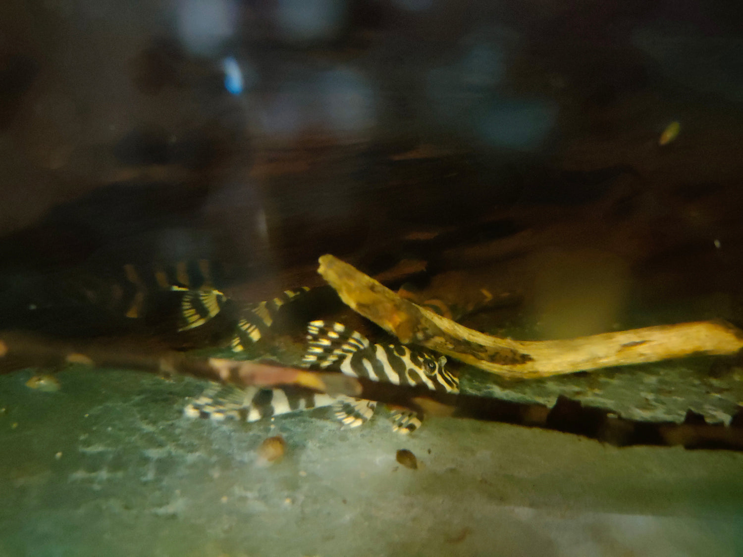 Leopard frog pleco top care