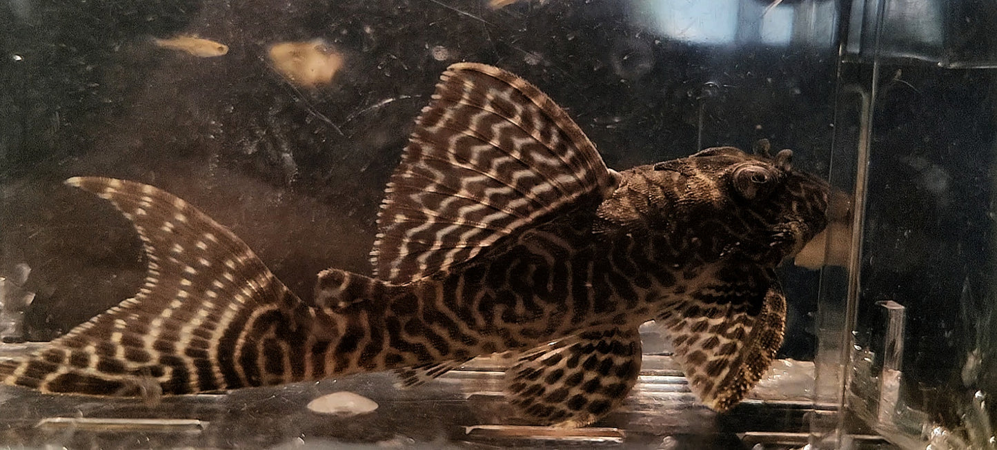 L066 King Tiger Pleco - Hypancistrus sp. (Last Adult Male)