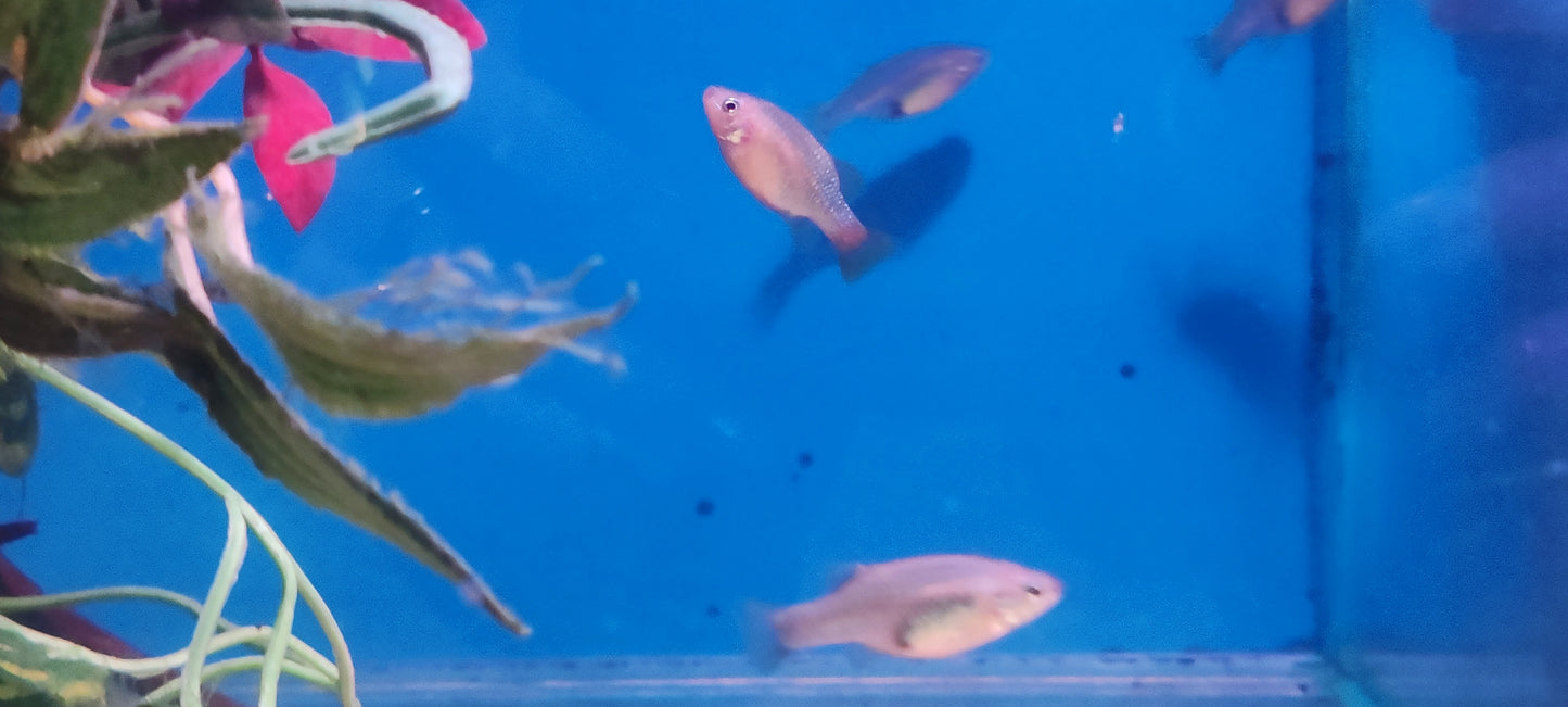 Red Tailed Splitfins - Xenotoca Eiseni (Groups)