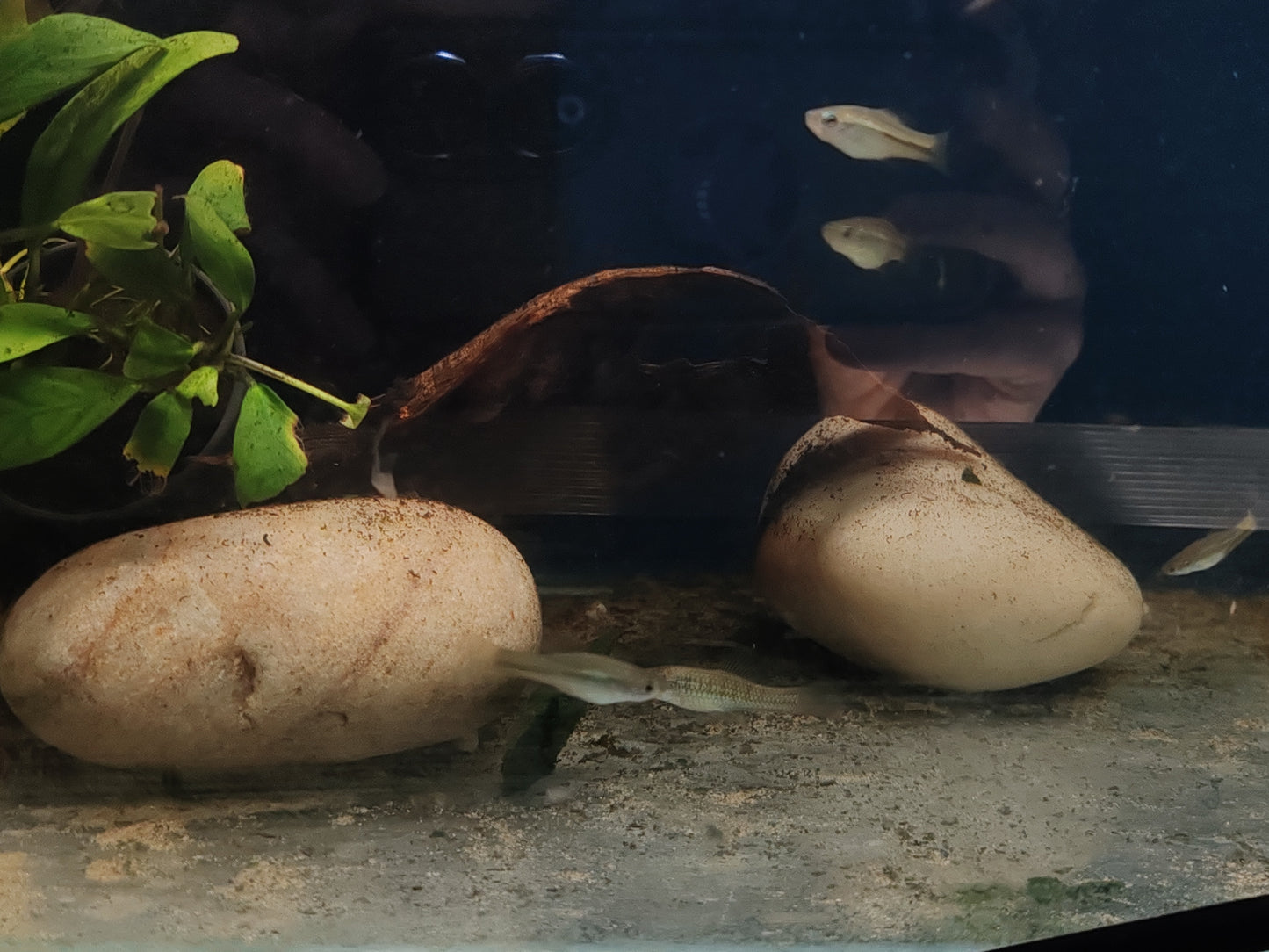 Montezuma Swordtails "Rio Tamasopo" (Juveniles)