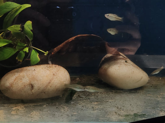 Montezuma Swordtails "Rio Tamasopo" (Juveniles)
