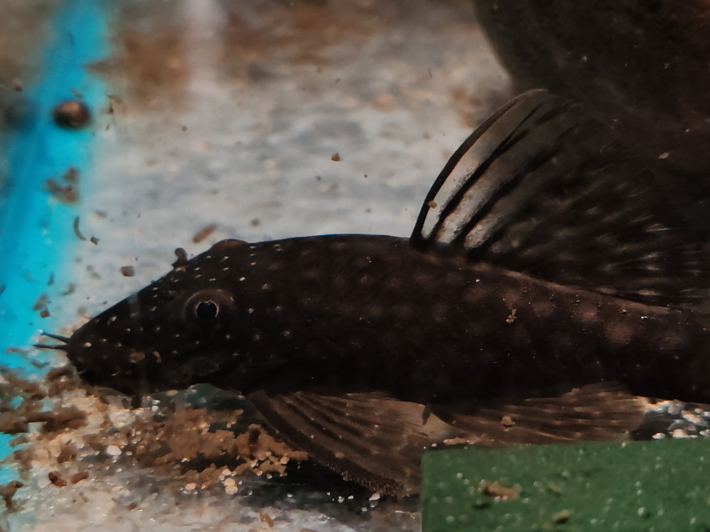 L349 Green Spotted Bristlenose Pleco (Ancistrus sp. Rio Momon)