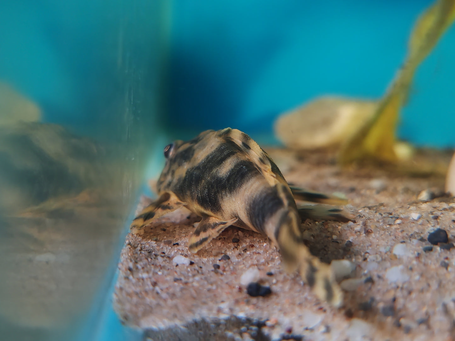 L202 Orinoco Tiger Pleco (Peckoltia lineola)