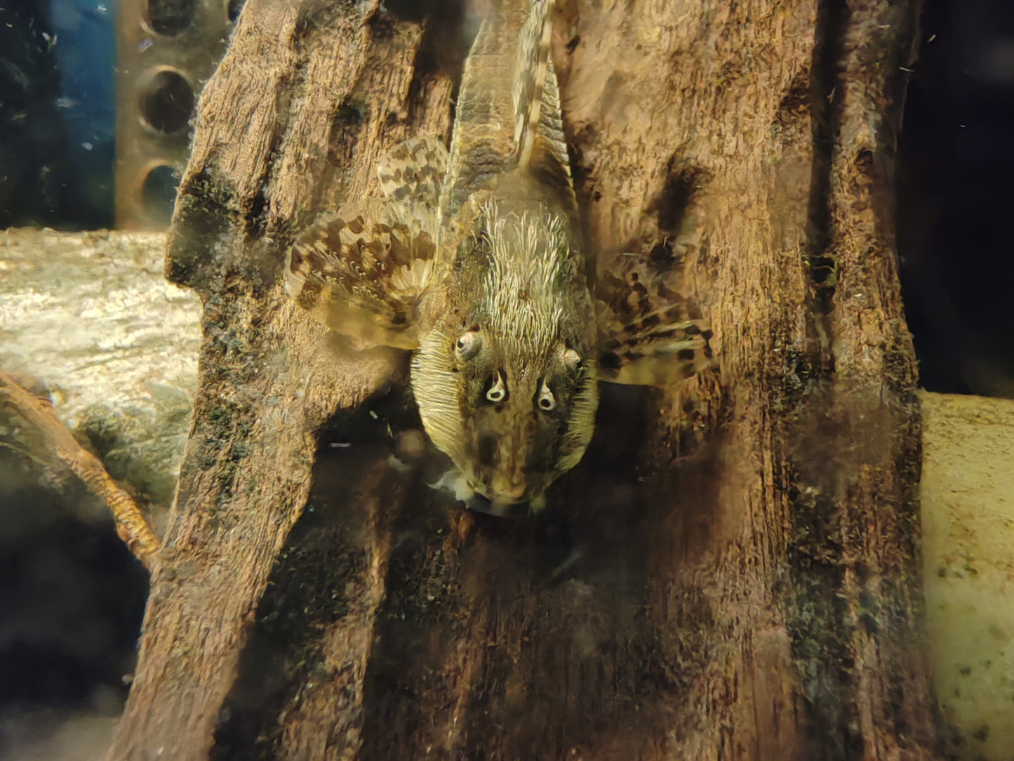 "Chocolate" Whiptail Catfish - Rineloricaria Lanceolata