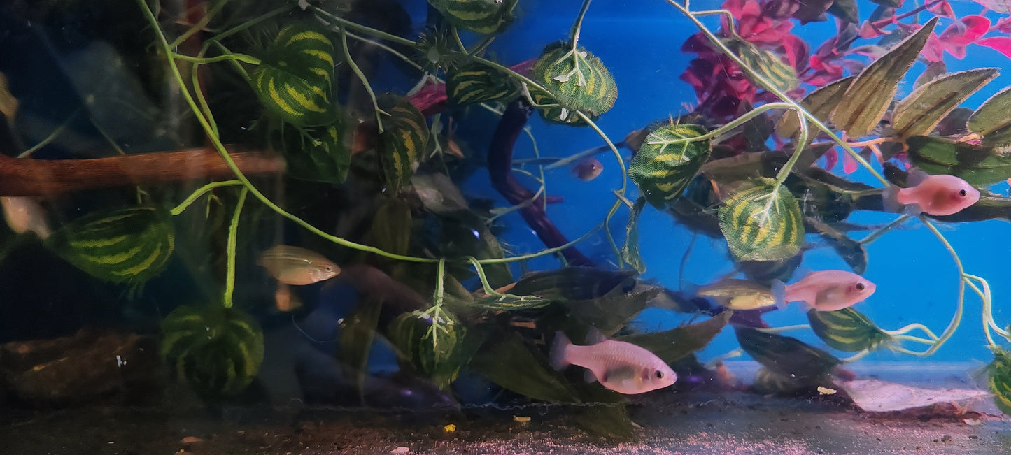 Red Tailed Splitfins - Xenotoca Eiseni (Groups)