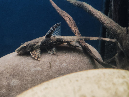 "Chocolate" Whiptail Catfish - Rineloricaria Lanceolata