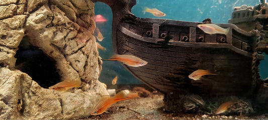 "Rio Yucatan" Swordtail - Xiphophorus Hellerii (Groups)