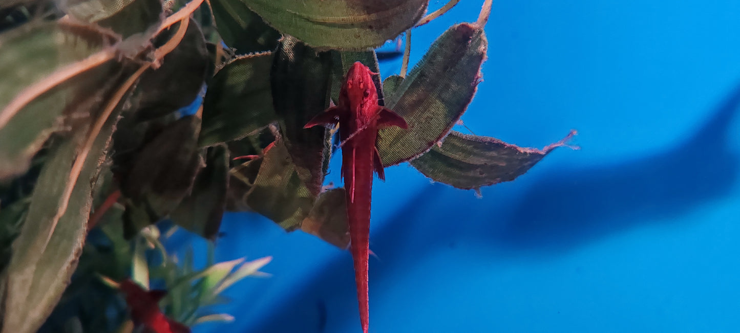 "Red Lizard" Whiptail Catfish - Rineloricaria Lanceolata