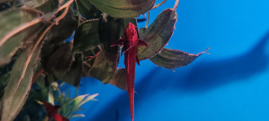 "Red Lizard" Whiptail Catfish - Rineloricaria Lanceolata