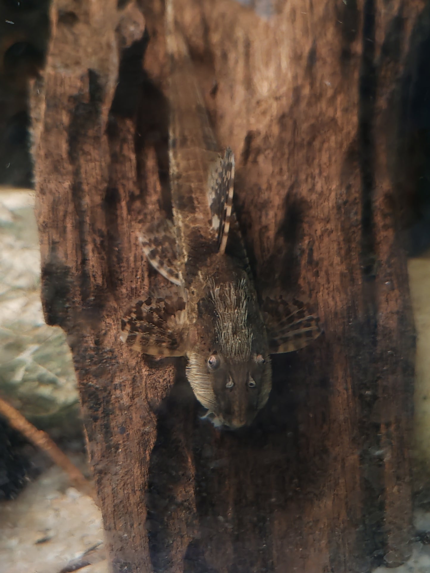"Chocolate" Whiptail Catfish - Rineloricaria Lanceolata