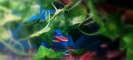 Celestial Pearl Danios (Groups)