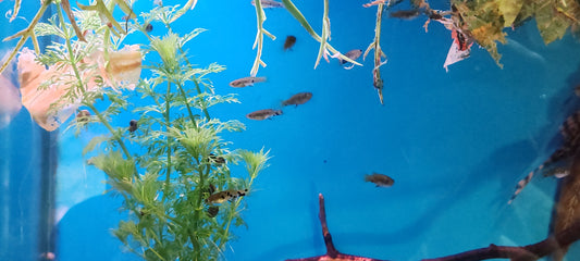 "Dusky Millions" Phalloceros Caudimaculatus (Groups)