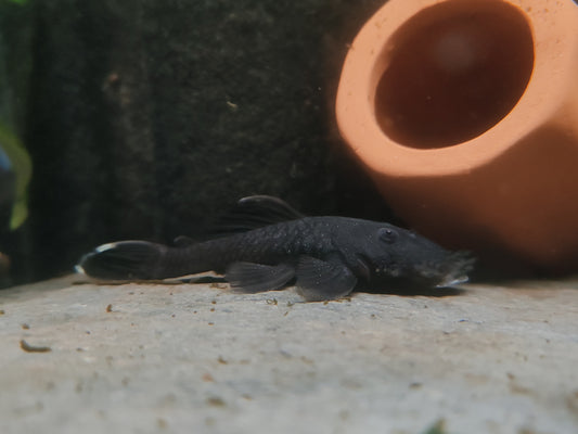 L034 Medusa Pleco (Ancistrus Ranunculus, Rio Xingu)