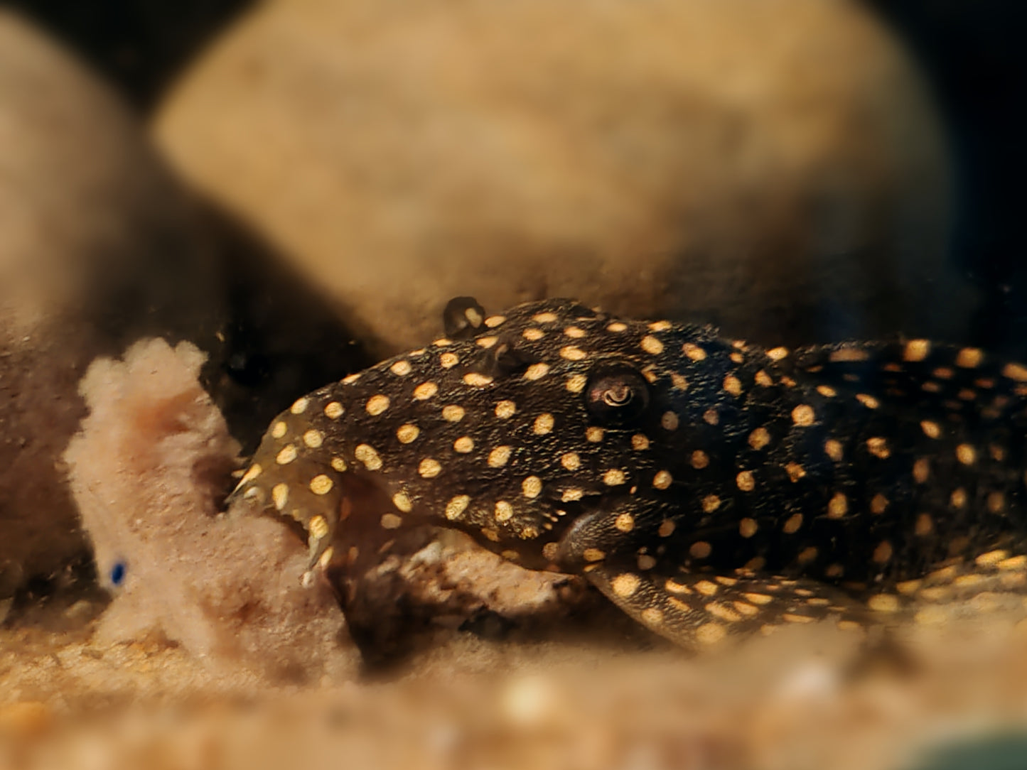 L240 (L029) Vampire Pleco Sub Adults