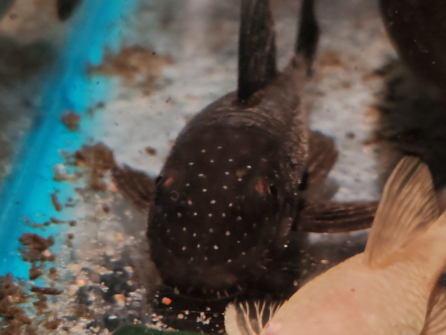 L349 Green Spotted Bristlenose Pleco (Ancistrus sp. Rio Momon)