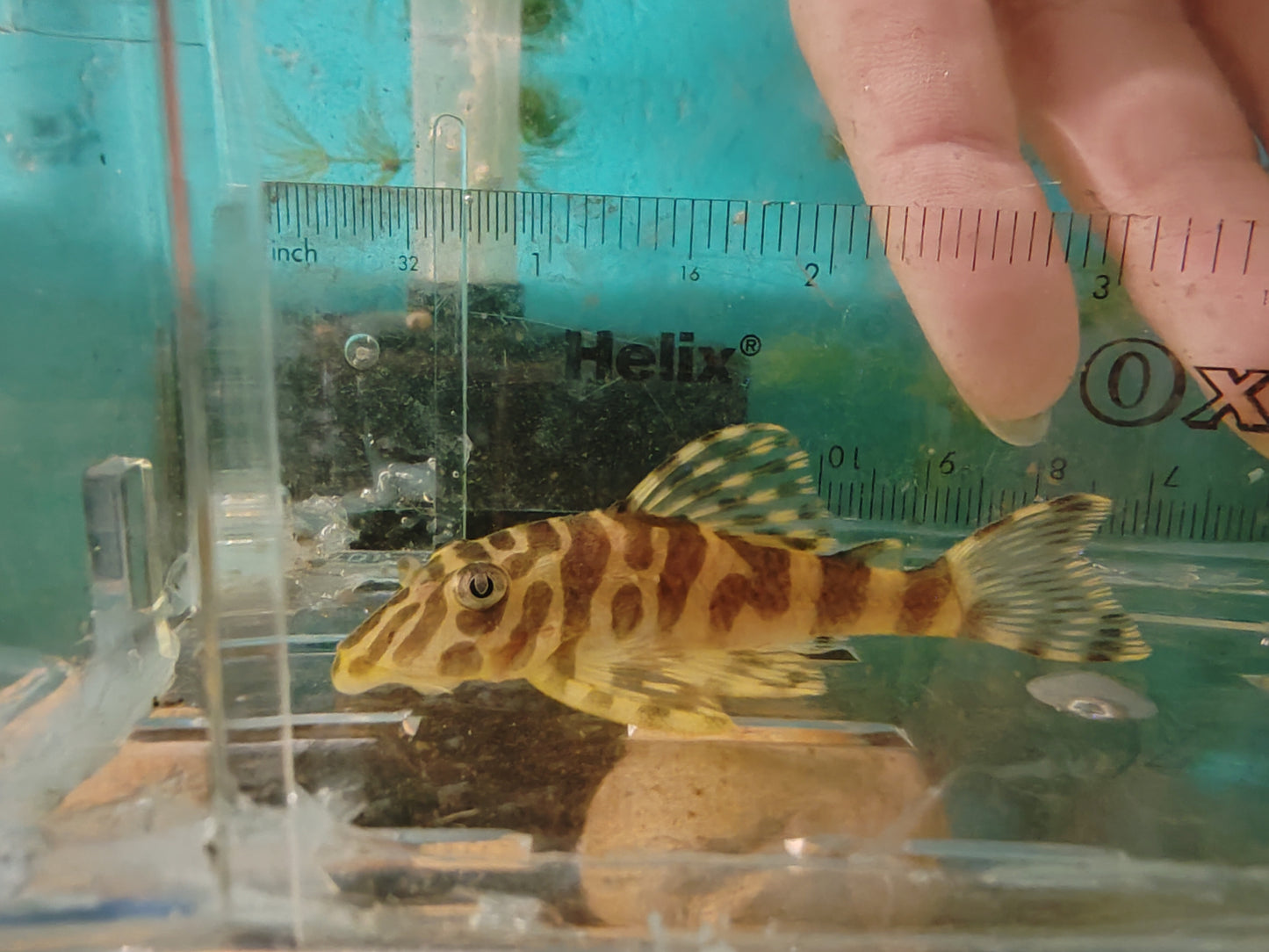 L134 Leopard Frog Pleco (Rio Tapajos) Last One Female